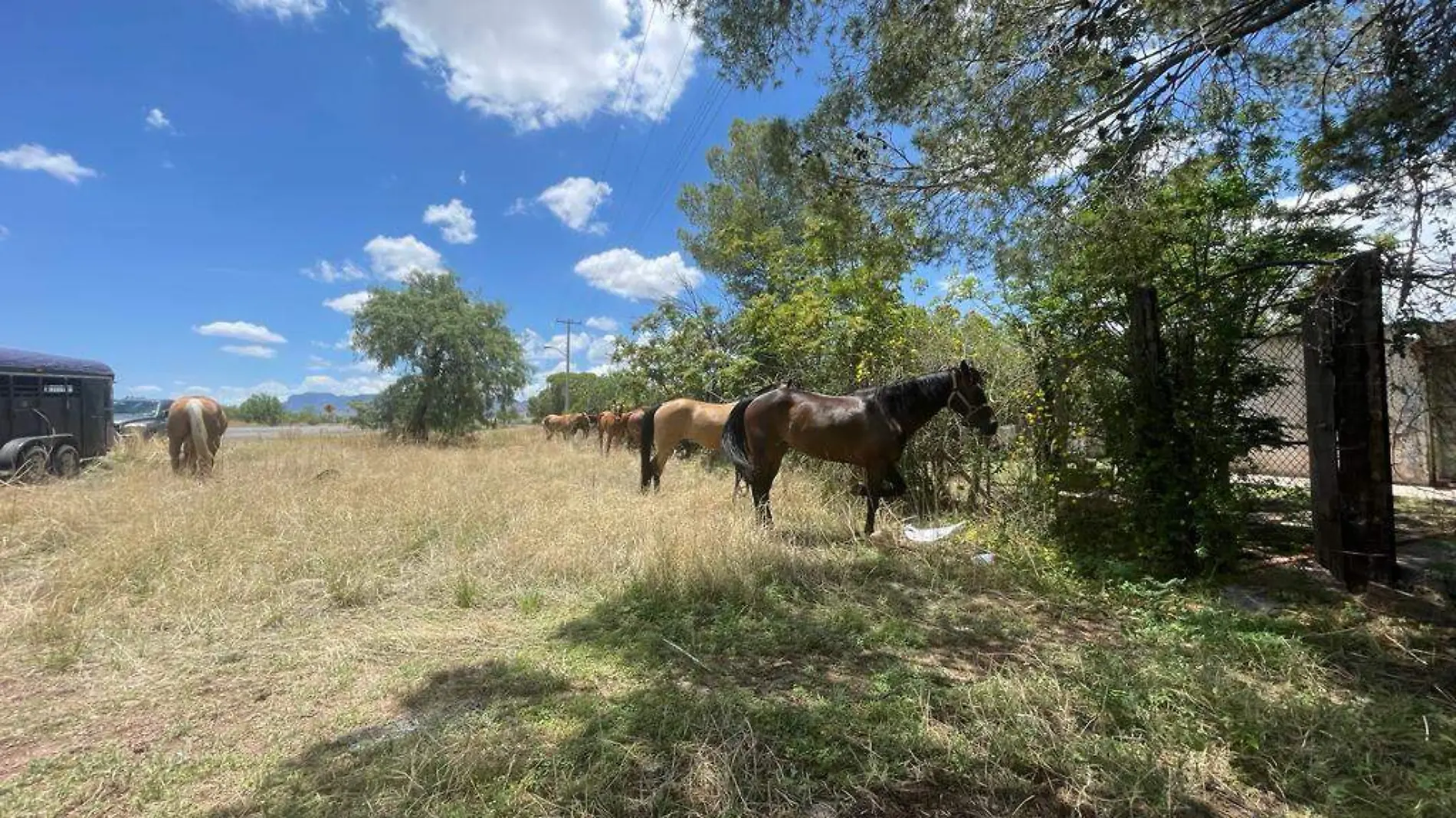 CABALGATA CORTESIA HECTOR LOZOYA